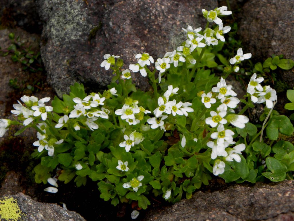 Saxifraga depressa / Sassifraga della Val di Fassa